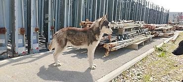 pudil itleri: Xaski — 1