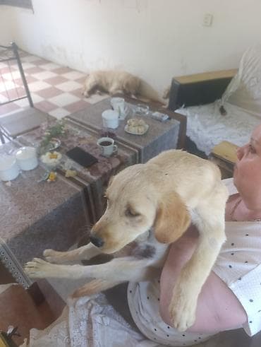 bala afcarka: Labrador-retriver, Dişi, Peyvəndli — 1