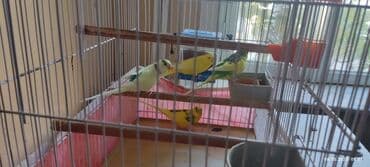 xarı bülbül satışı: 2il 6 aylıq valnistiy papuqaylar satılır . öz papuqaylarimdir .Ev — 3