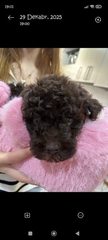 pudel it satisi: Pudel, 2 ay, Erkek — 7