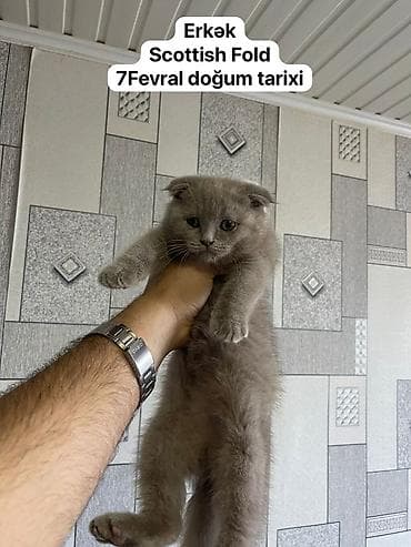 pişik almaq: Şotland yastı qulaq, Erkək — 1