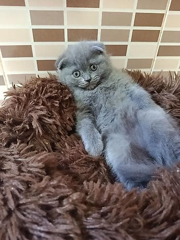 it etibarlı əllərə verilir: Şotland, Dişi, Yaxşı əllərə, Ödənişli çatdırılma — 4