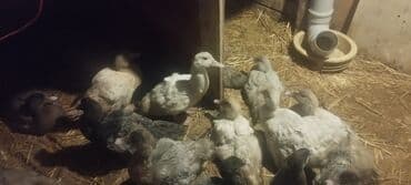 baliq tutmaq ucun yem: 3 aylıq lal ördəklər.Qiymətlər ölçülərinə görə dəyişir.Qarğıdalı — 4