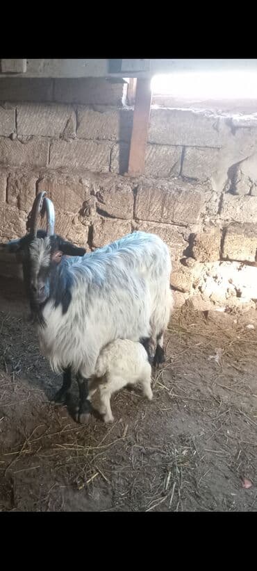 sani kecileri: Salam.Allah hamiya xeyir bereket versun Inwallah.demeli anabala kecidi — 1