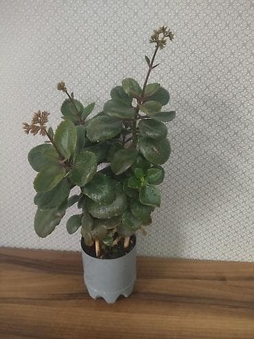 Sukkulent “Kalankoe – Bryophyllum (Mother of Thousands)” saksıda