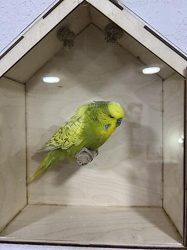 tuk tuk mmc: Salam . Jumbo erkək quşlar satılır hamısı hazır erkəylərdi çoxsu cütdə — 2