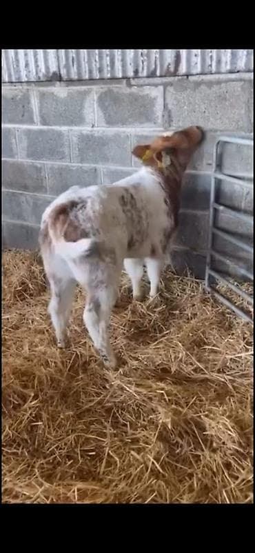 Atlar: Satılır: erkək balalıq (dana) Xüsusiyyətlər: - Rəng: ağ-qırmızı — 1