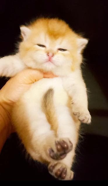 Akvariumlar: Şotland, Erkək, Yaxşı əllərə, Ünvandan götürmə — 3