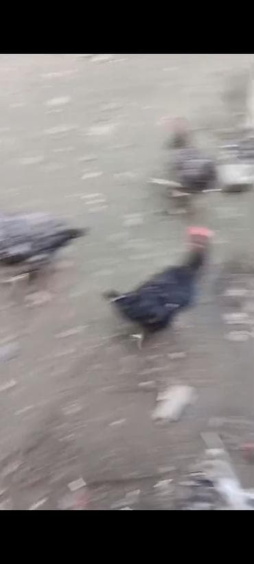 Pişiklər: Məhsul: Həyətdə saxlanılan yerli toyuqlar (qarışıq rənglərdə – ağ — 4