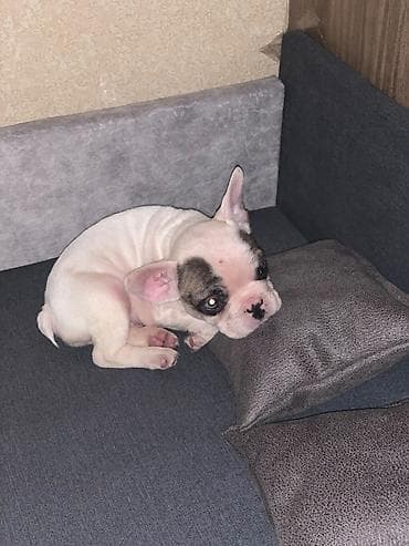 fransiz buldog: Fransiz buldoq 2 ayligdi — 3