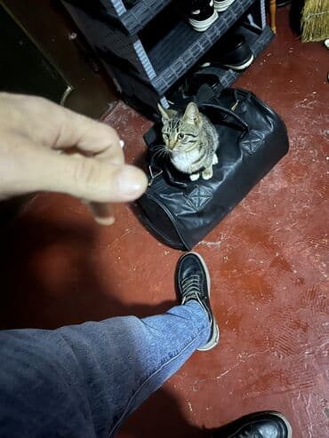 Manejlər: Əkizlər üçün araba — 4