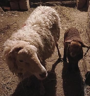 cucelerin satisi: Ana bala qoyun satilir disderi yerindedir — 2