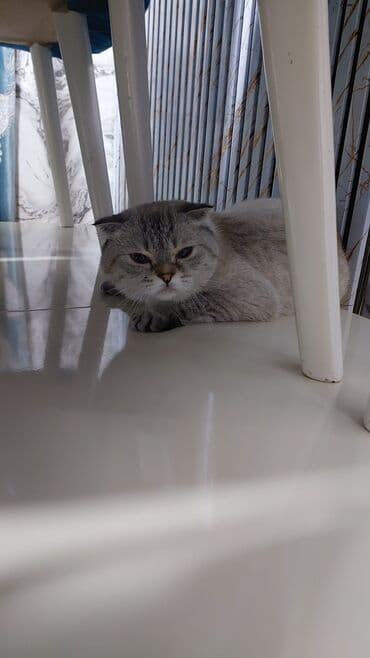 американский вислоухий кот: Шотладская вислоухая, Самка, В добрые руки, Самовывоз — 3