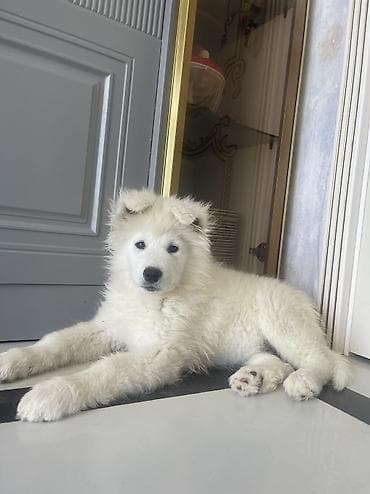 Samoyed, Erkek, Pulsuz çatdırılma