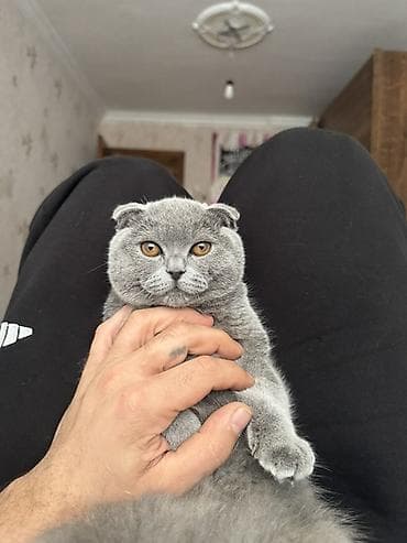 siyan pişik: Şotland yastı qulaq — 6