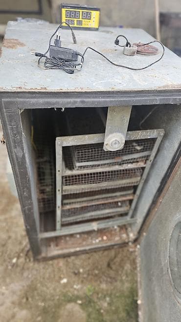 yumurtlayan heyvanlar: Inkubator. Rahido zavod isdehsali — 2