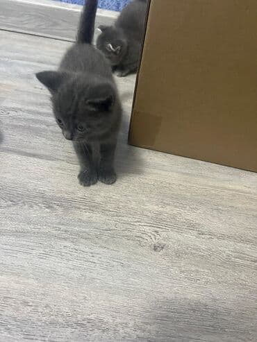 продам котенка британца: Британская, Самец, Самка, Платная доставка, Самовывоз — 3