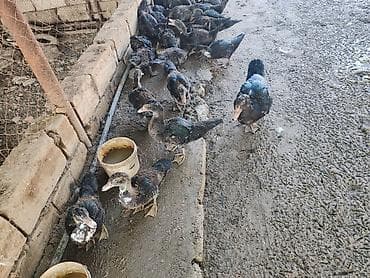 Lal ördək razılaşma yolu ilə nömrədə vatsap yoxdur 40 dənədir 4 — 3