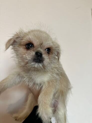 it cütləşdirmək: Pekines — 5