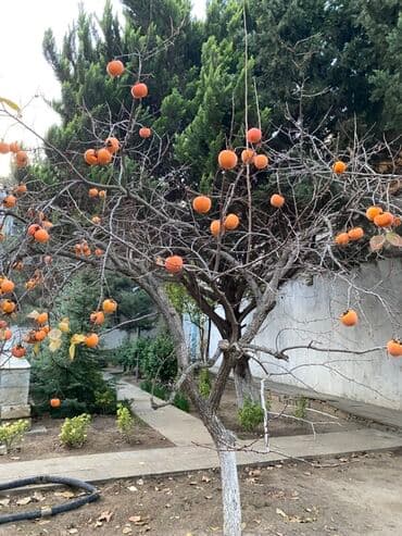 Xurma ağacı – meyvəlik üçün Meyvəsi də satılır ağacda - Növ: Xurma — 2