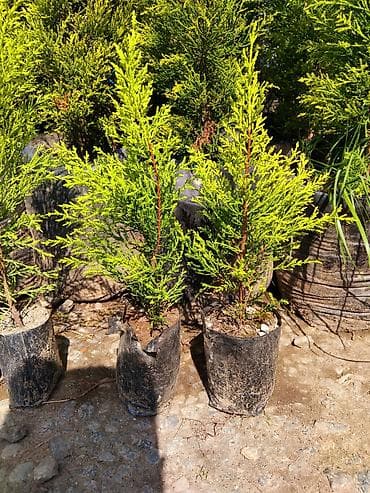 ağac: Thuja (həyət-baca üçün həmişəyaşıl iynəyarpaq şitilləri) - Bitki — 3