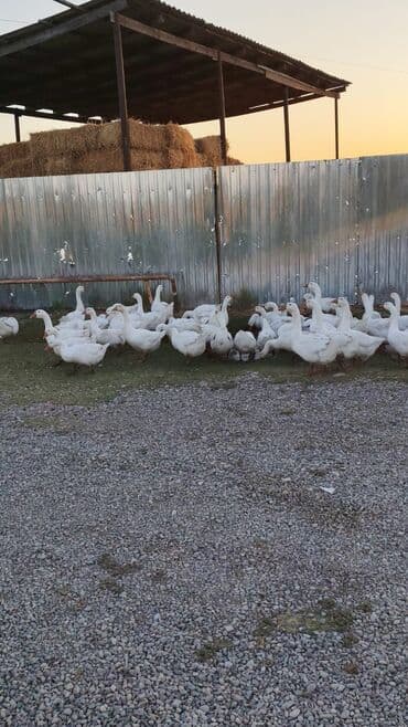 ozturkler qaz: Ağ qaz sürüsü - Növ: ev qazı (ağ rəngli) - Say: böyük sürü — 3