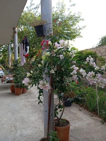 дома в аренду в баку: Iş adamlarına tələbələrə otaqlar kirayə hər otaqda 3-4 nəfər qala — 2