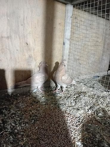 akvarium dekorlari: Sari balar 5 ededi riyal alci narhat elsin 5sde kekldi qesde gozderi — 4