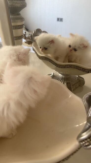 ağ pişik cinsləri: Ekzot, Erkək — 9