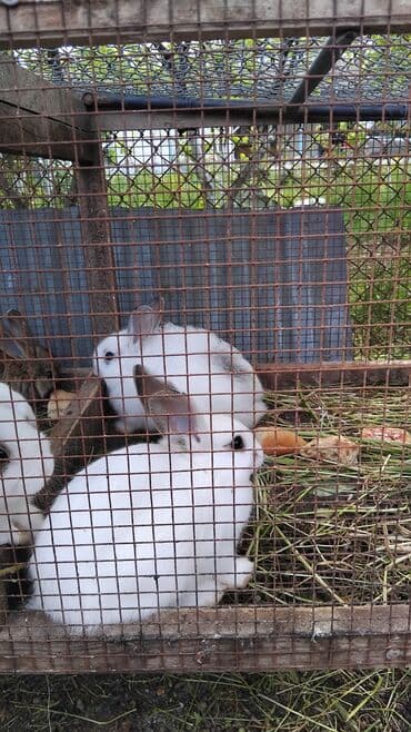 dovşa: 3 aylıq dovşanlardır. böyüklərdə var. Əlaqə üçün yalnız WhatsApp — 1