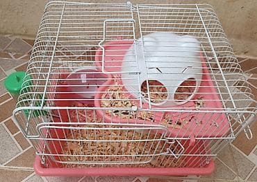 hamster satis: Qəfəs və dümağ dişi cunqarik satılır. Qəfəsdə heç bir problem yoxdur — 1
