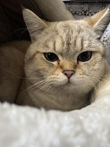 keçiler: Britan, Erkək, Yaxşı əllərə, Ünvandan götürmə, Ödənişli çatdırılma — 3