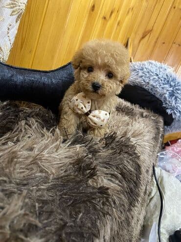 mini itler: Pudel — 2