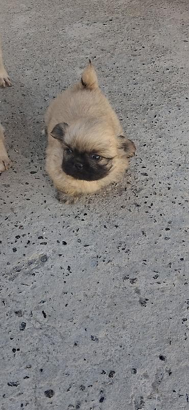 ovcarka satilir: Pekines, 1 ay, Dişi, Peyvəndli, Rayonlara çatdırılma — 5