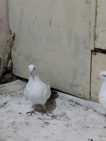 Bülbüllər: 15tuk kekilli erkey deste webeke. 12 tuk maya deste qara quyruq. cut — 9