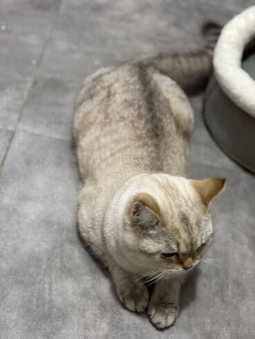 QAZ: Britan, Erkək, Ünvandan götürmə — 4