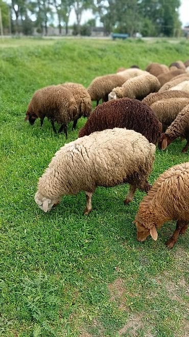 28 den 40 kiloya qədərdiri çeki Erkey heyvanlardı.diri.çeki 10 — 3