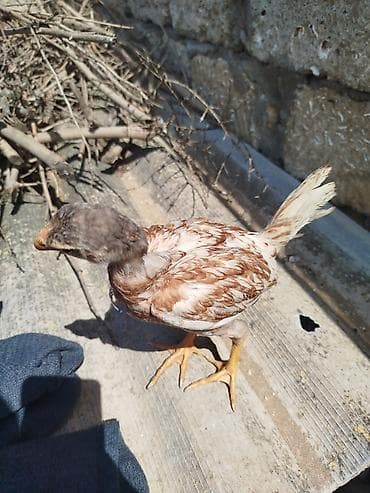 Toyuq cücələri, Ətlik