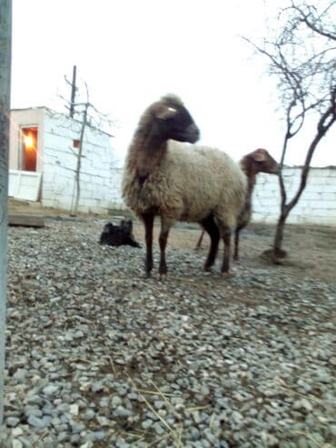 Gəmiricilər: Qiymət cütünə ayıdır real alıcıya endirim olacaq boğaz heyvan di — 8