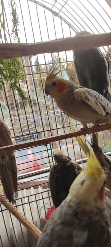 dərzi quşu: Nimfa (cockatiel) tutuquşuları – müxtəlif rəng mutasiyaları ilə - — 6