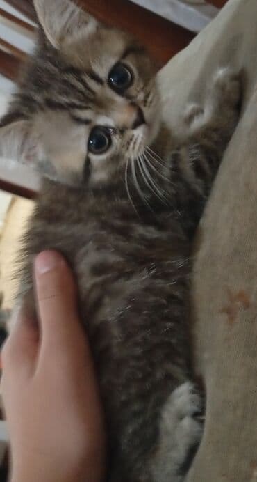 где можно купить котенка: Şotland, Dişi, Yaxşı əllərə — 2