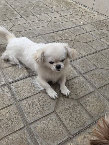 породистые собаки в добрые руки: Pekines, Dişi — 1