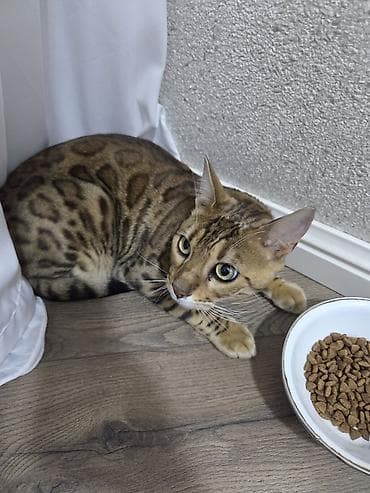 anqora pişik: Benqal — 5