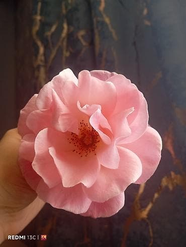 Mühafizə, təhlükəsizlik: Dayə tələb olunur, İstənilən yaş, 1 ildən az təcrübə, Dəyişən qrafik — 1