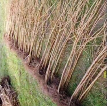 Fındıq tingləri – Xacmaz dədə baba fındığı yağlılıq 63% - Növ