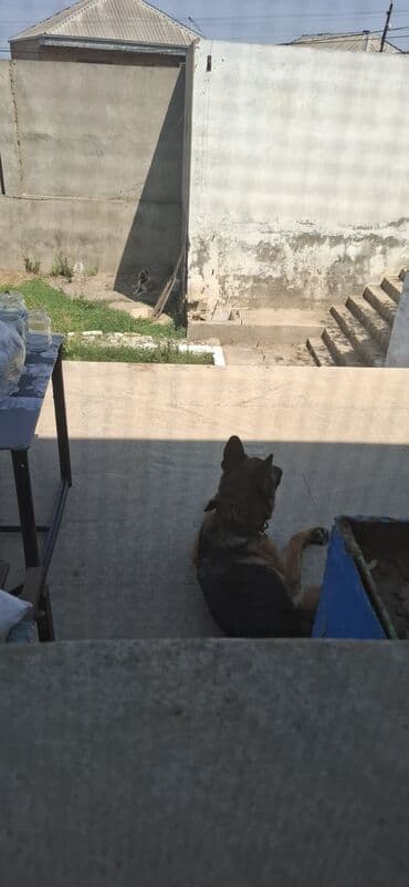 çoban iti satisi: Alman çoban iti, 1 il, Dişi — 1
