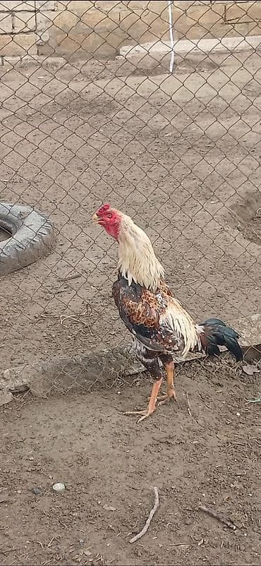 Məhsul: Xoruz (ehtimalən yekəboy yerli cins) Xüsusiyyətlər: - Rəng