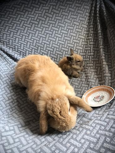 balaca meymun satisi: Real alıcıya endirim var vp aktivdi — 3