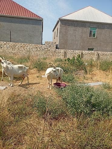 Südlük keçilər – 3 baş TAM SAF KAN MACAR SANEN KEÇİLERİ KULAKLARINDA — 8