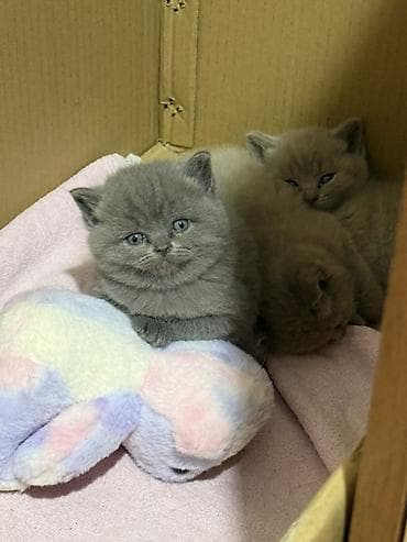 pi̇şi̇k: Britan — 1